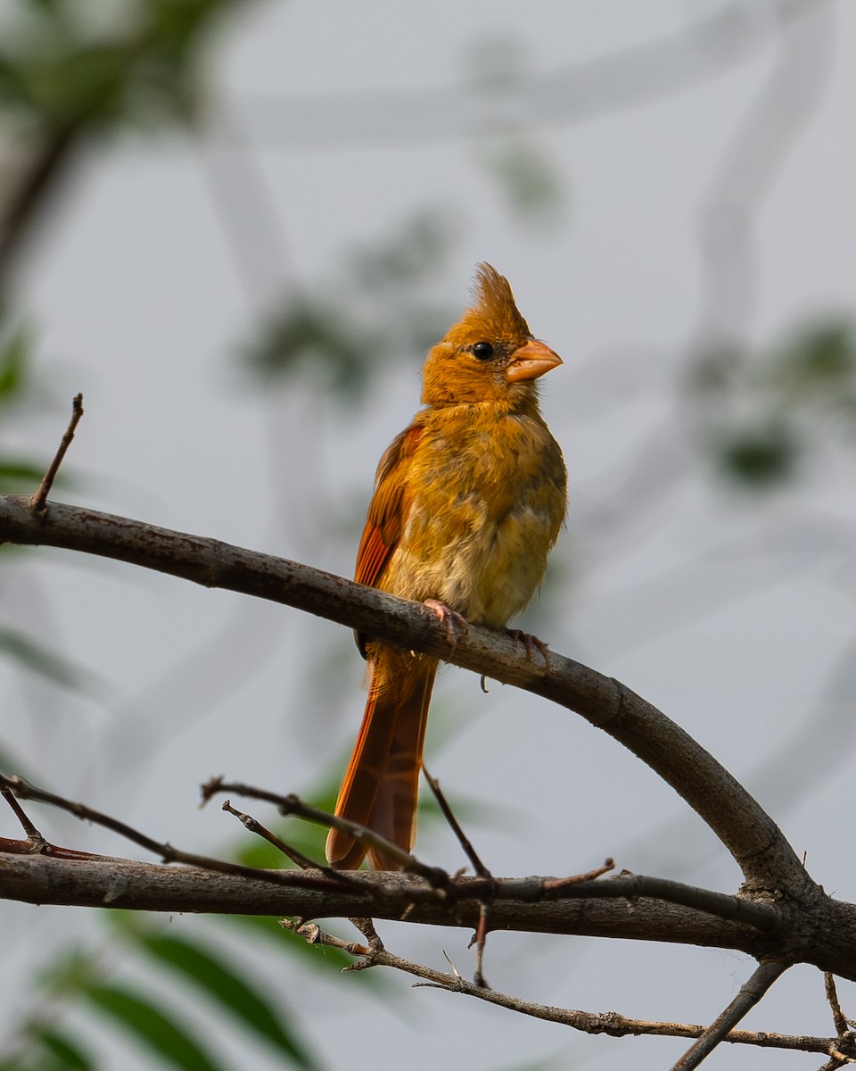 Northern Cardinal - ML622092362