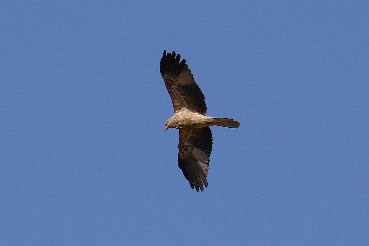 Whistling Kite - ML622092363