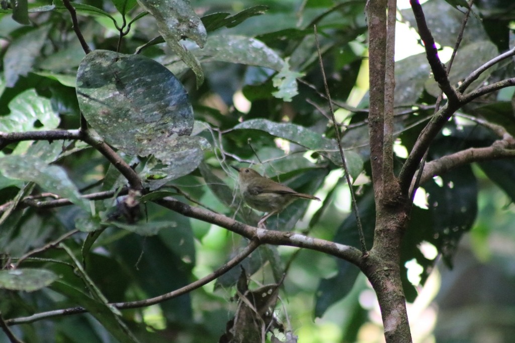 Large-billed Scrubwren - ML622092365