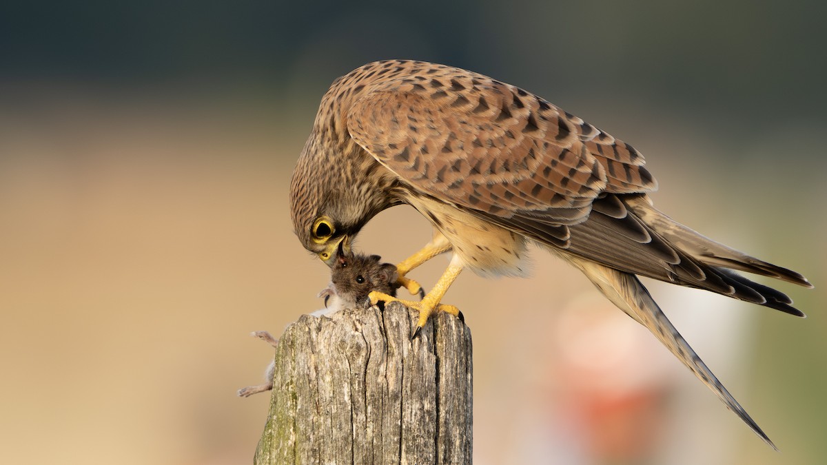 Eurasian Kestrel - ML622092366