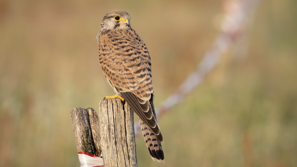 Eurasian Kestrel - ML622092367