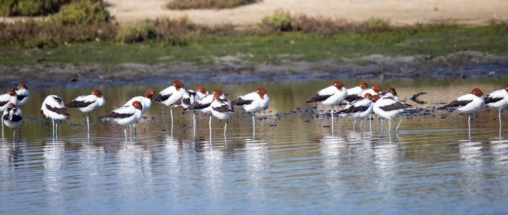 Red-necked Avocet - Ron` Waters