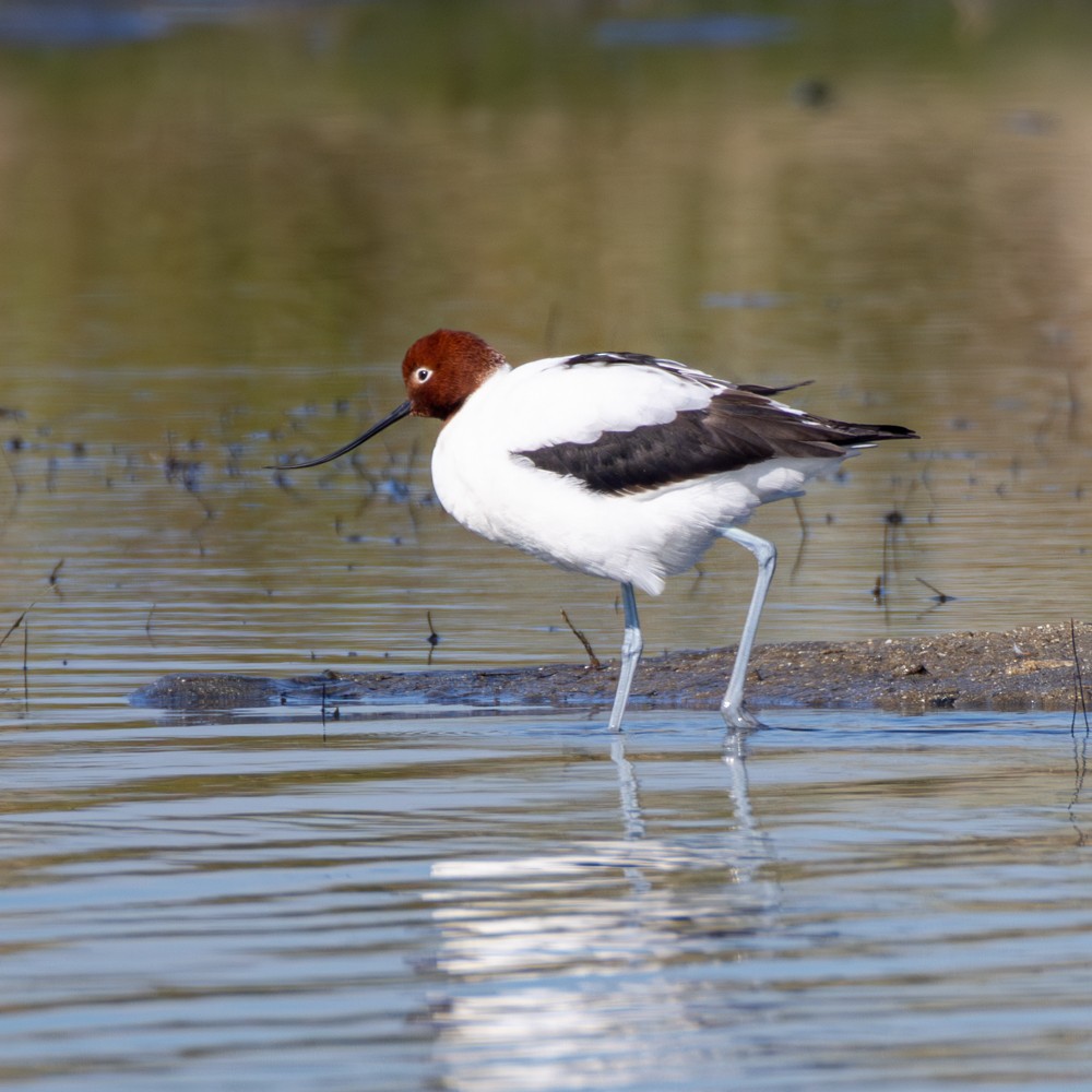 Red-necked Avocet - ML622092369