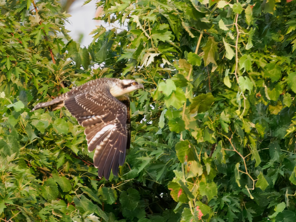 Osprey - ML622092371