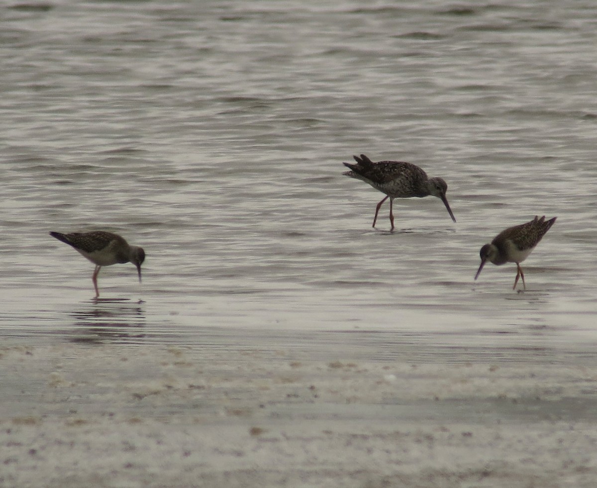 Lesser Yellowlegs - ML622092372