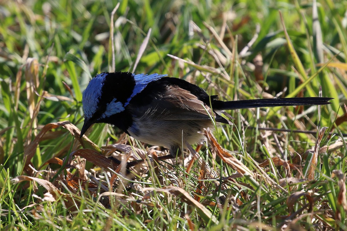 Superb Fairywren - ML622092377