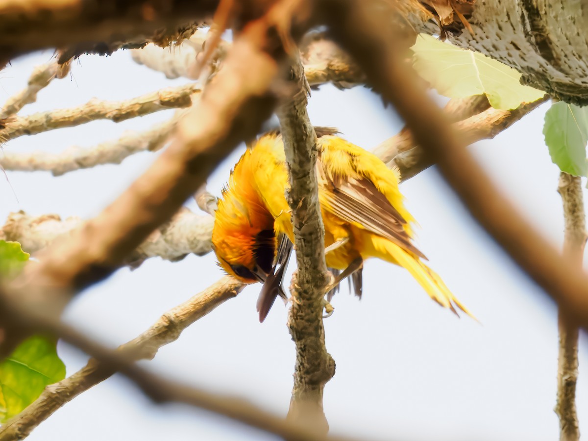 Bullock's Oriole - ML622092378