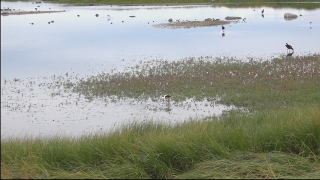 Banded Stilt - ML622092379