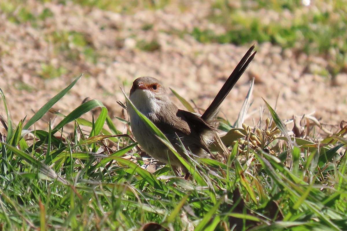 Superb Fairywren - ML622092380