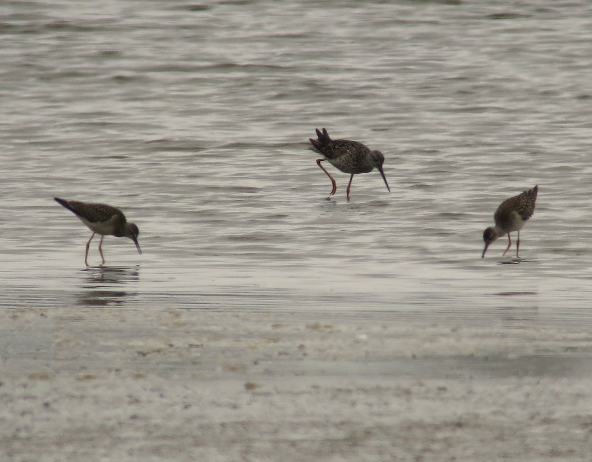 Greater Yellowlegs - ML622092381