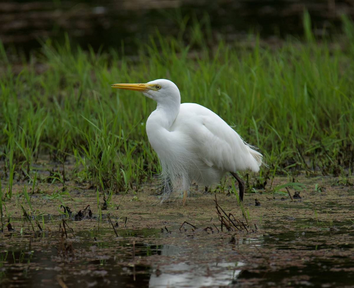 Plumed Egret - Richard Croll