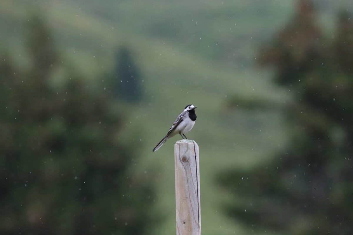 White Wagtail - ML622092383