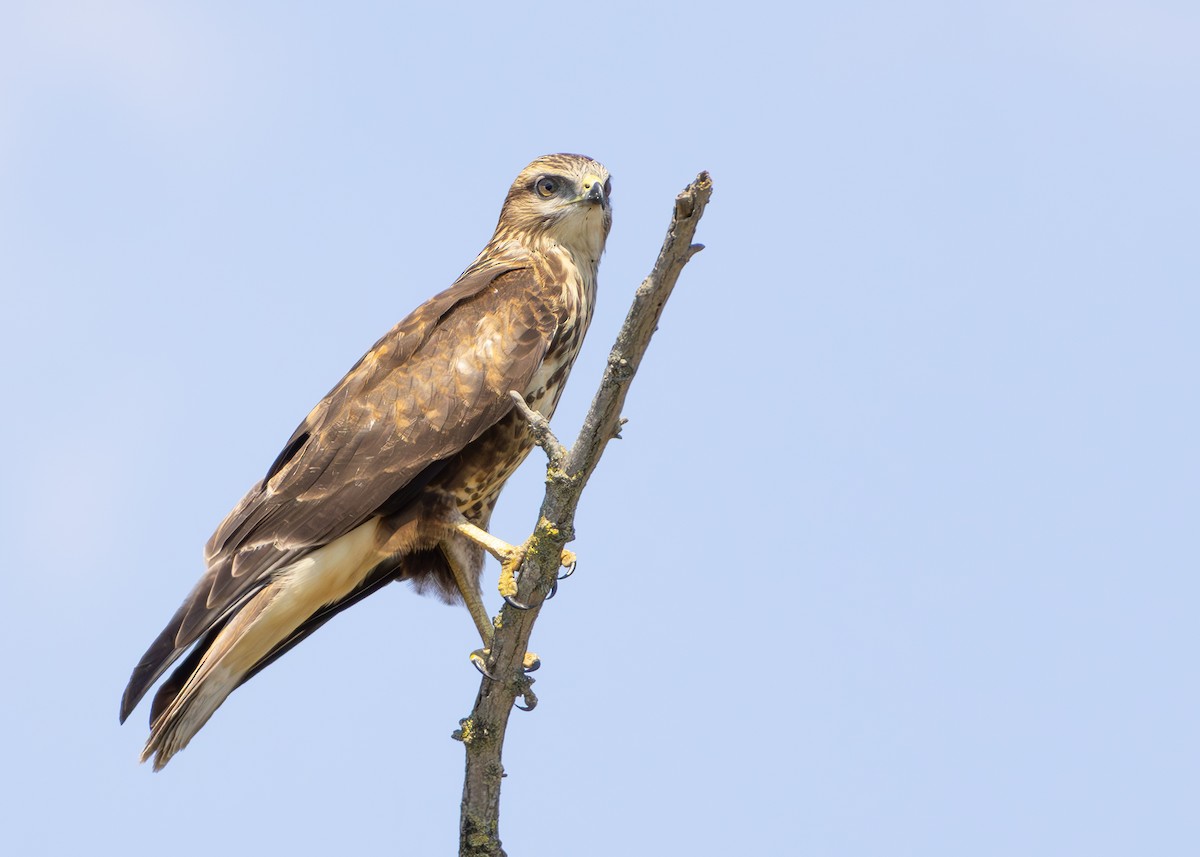 Common Buzzard (Steppe) - ML622092384