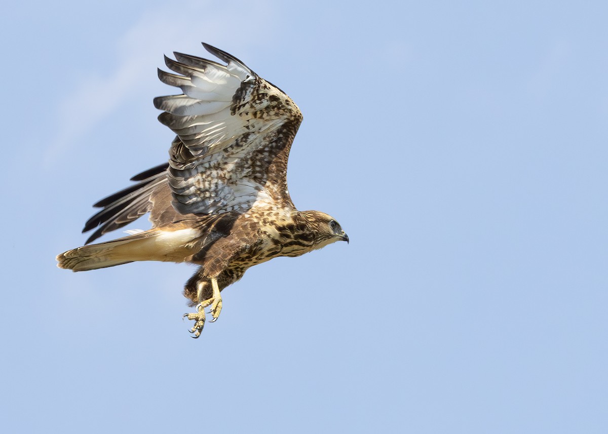 Common Buzzard (Steppe) - ML622092385