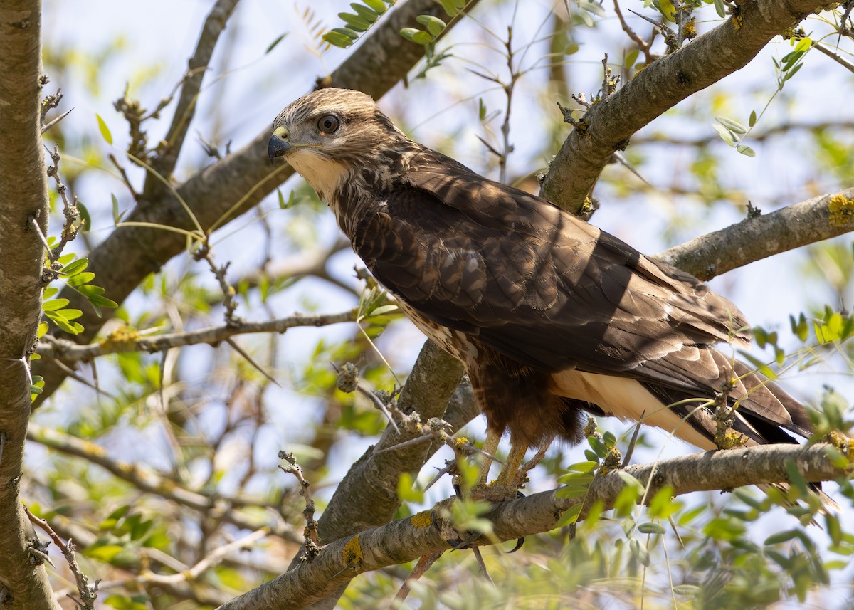 Common Buzzard (Steppe) - ML622092386