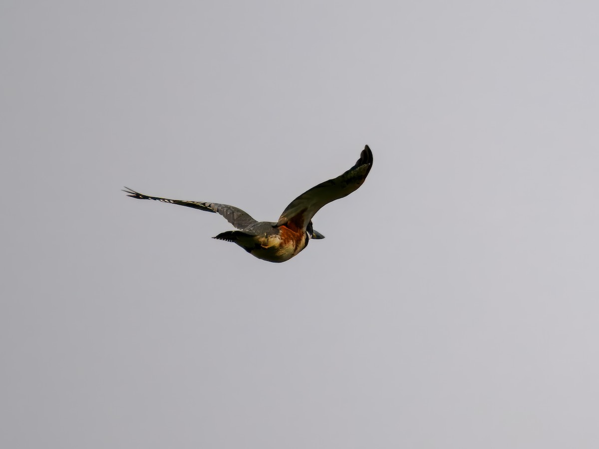 Belted Kingfisher - Tony Doty