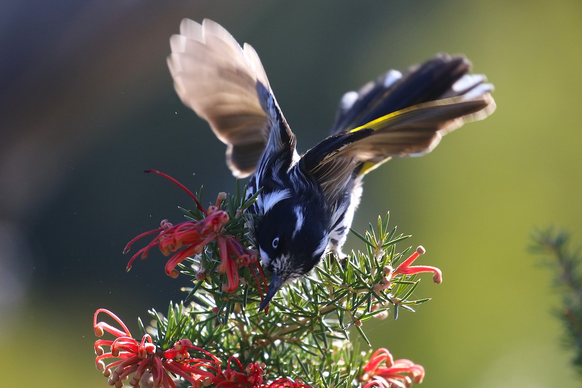 New Holland Honeyeater - ML622092390