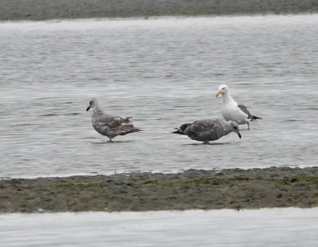 Glaucous-winged Gull - ML622092391