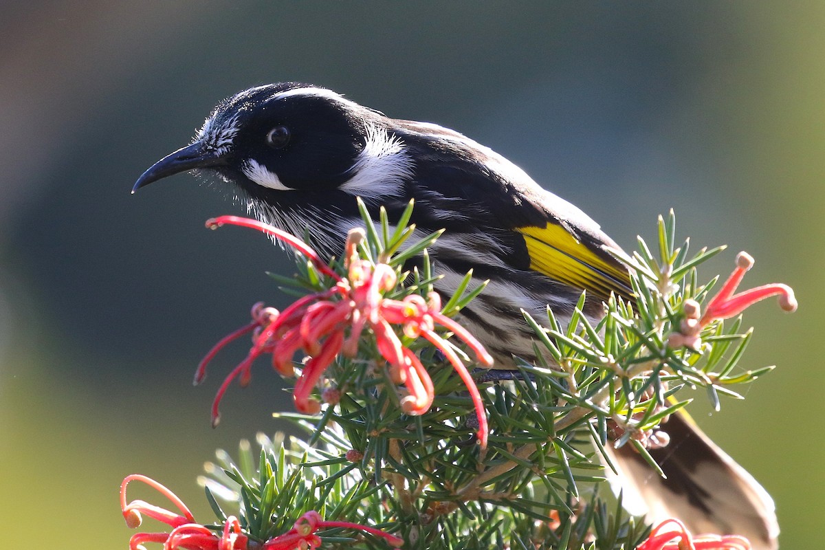 New Holland Honeyeater - ML622092392