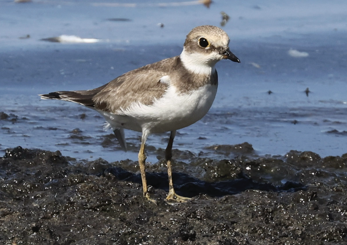 Little Ringed Plover - ML622092393