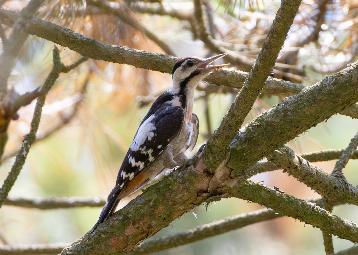 Syrian Woodpecker - ML622092394
