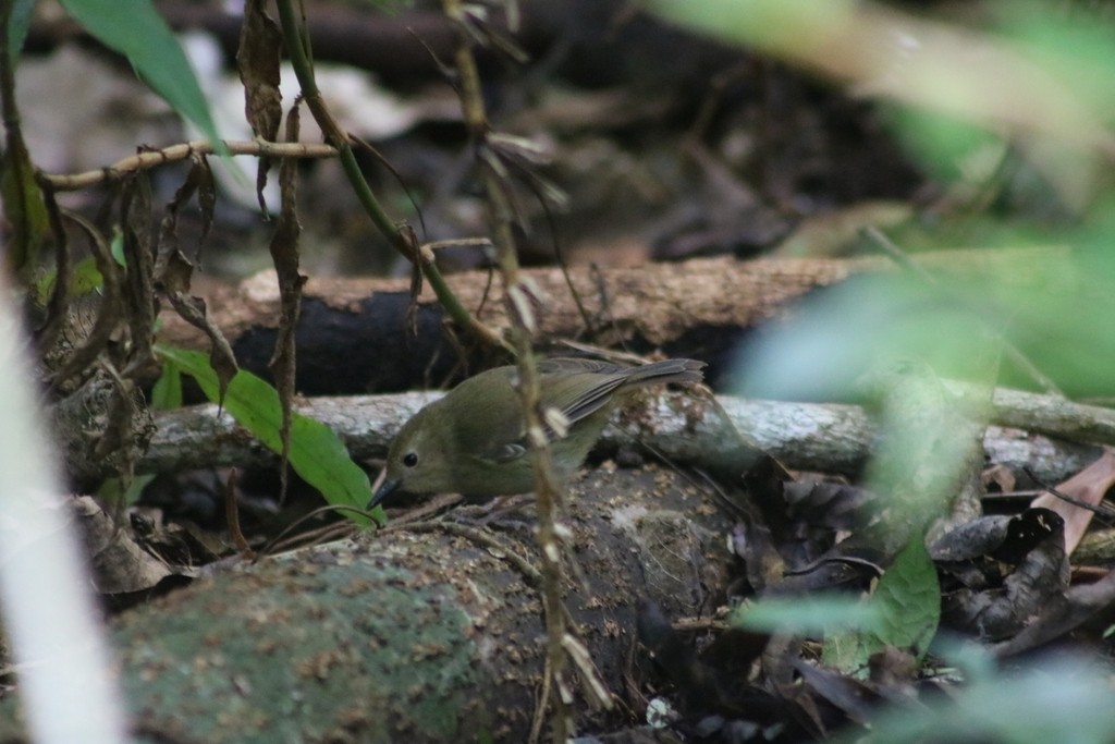 Large-billed Scrubwren - ML622092395