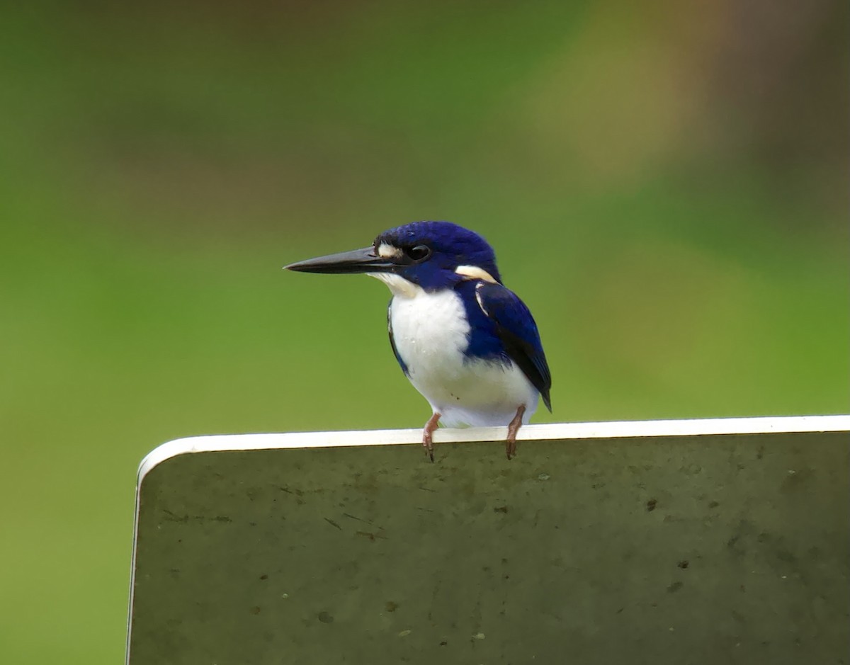 Little Kingfisher - ML622092398