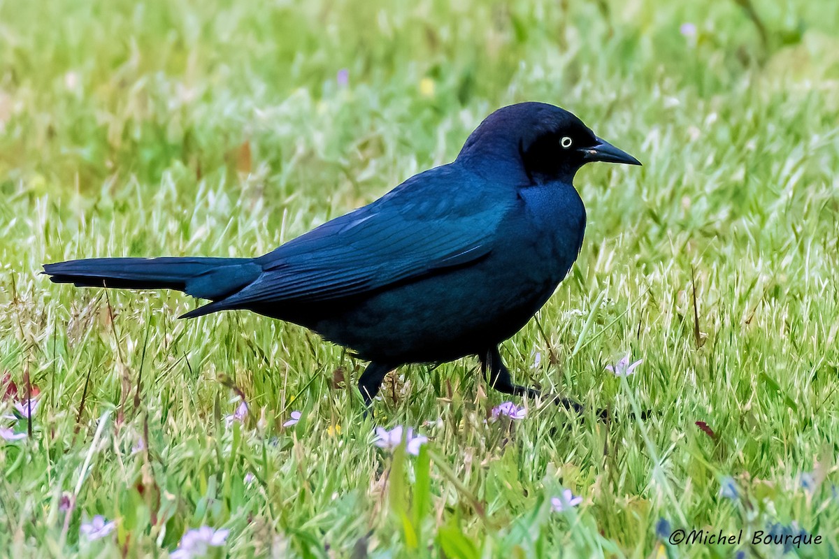 Brewer's Blackbird - ML622092404