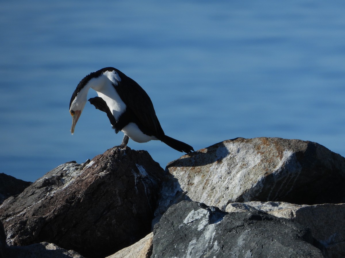 Pied Cormorant - ML622092407