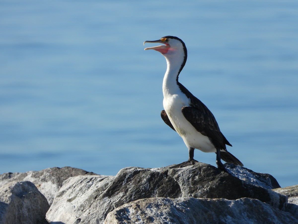 Pied Cormorant - ML622092408