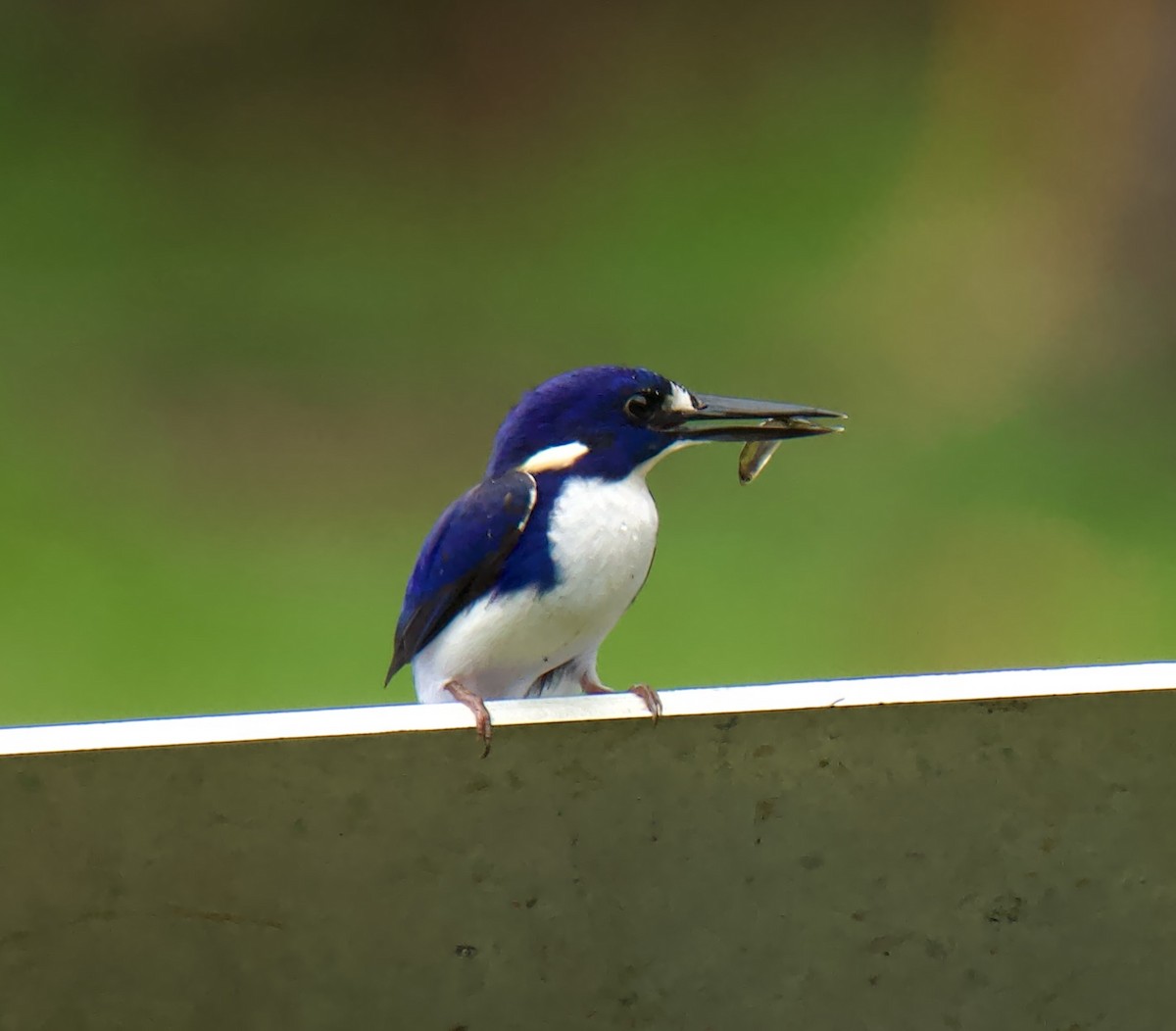 Little Kingfisher - ML622092409