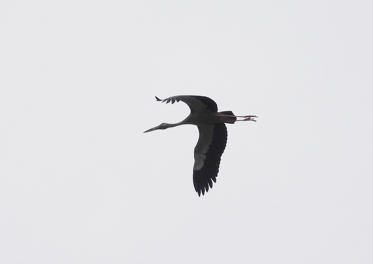 Asian Openbill - ML622092412