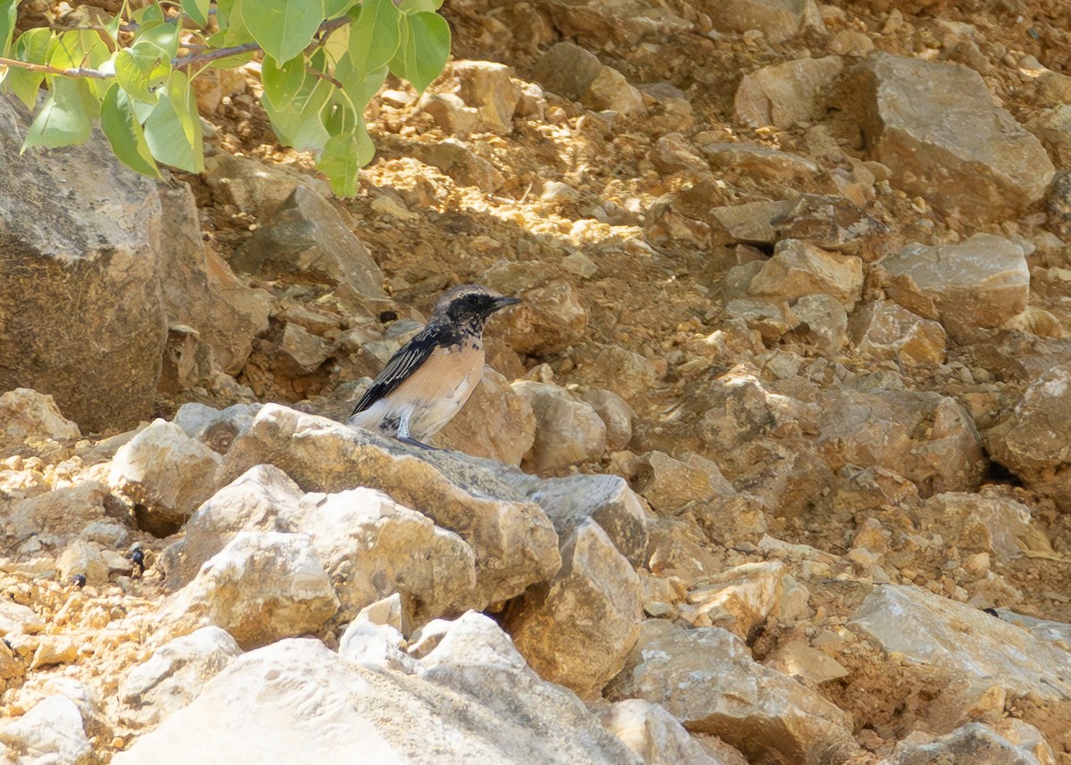 Pied Wheatear - ML622092413