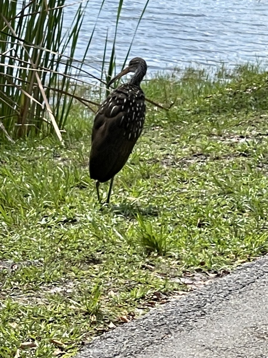 Limpkin - ML622092414