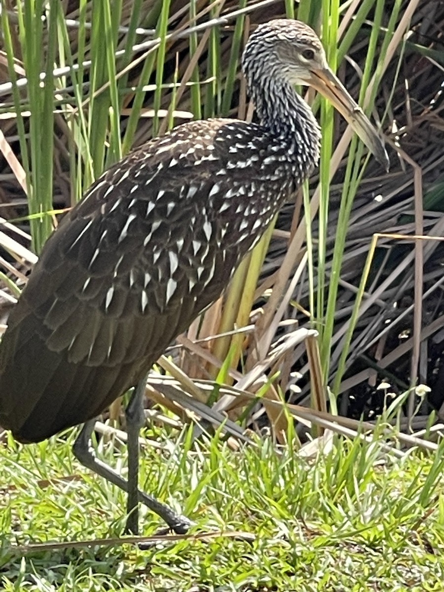 Limpkin - ML622092415