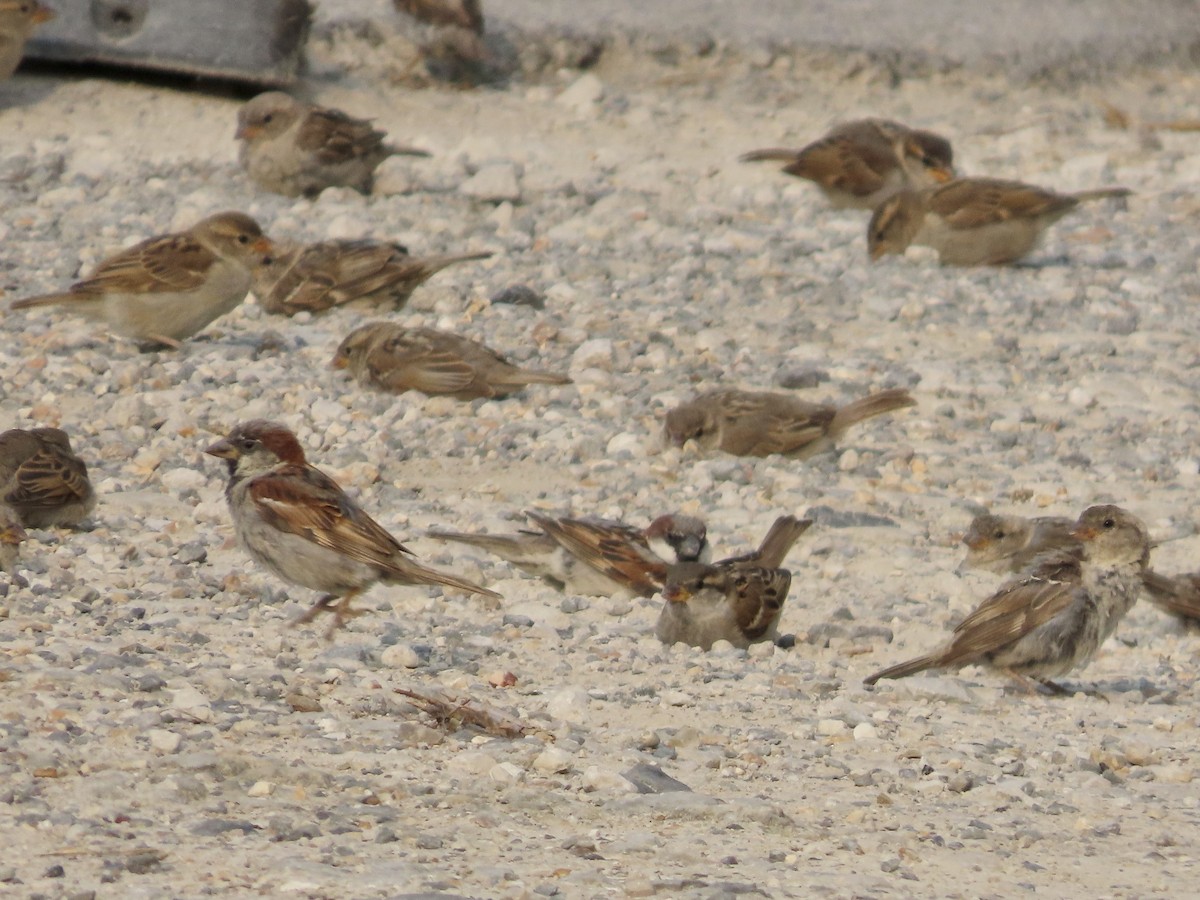 House Sparrow - ML622092417