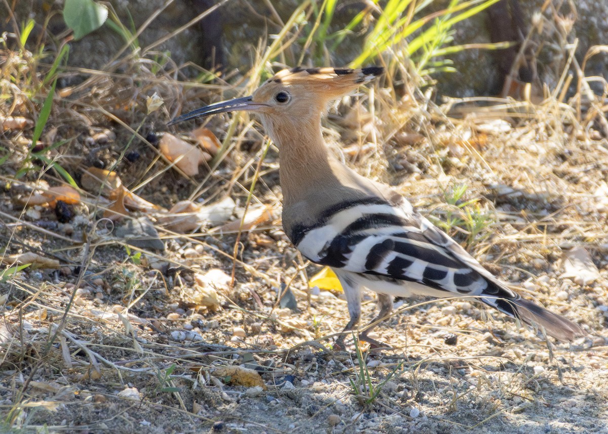 Eurasian Hoopoe - ML622092420