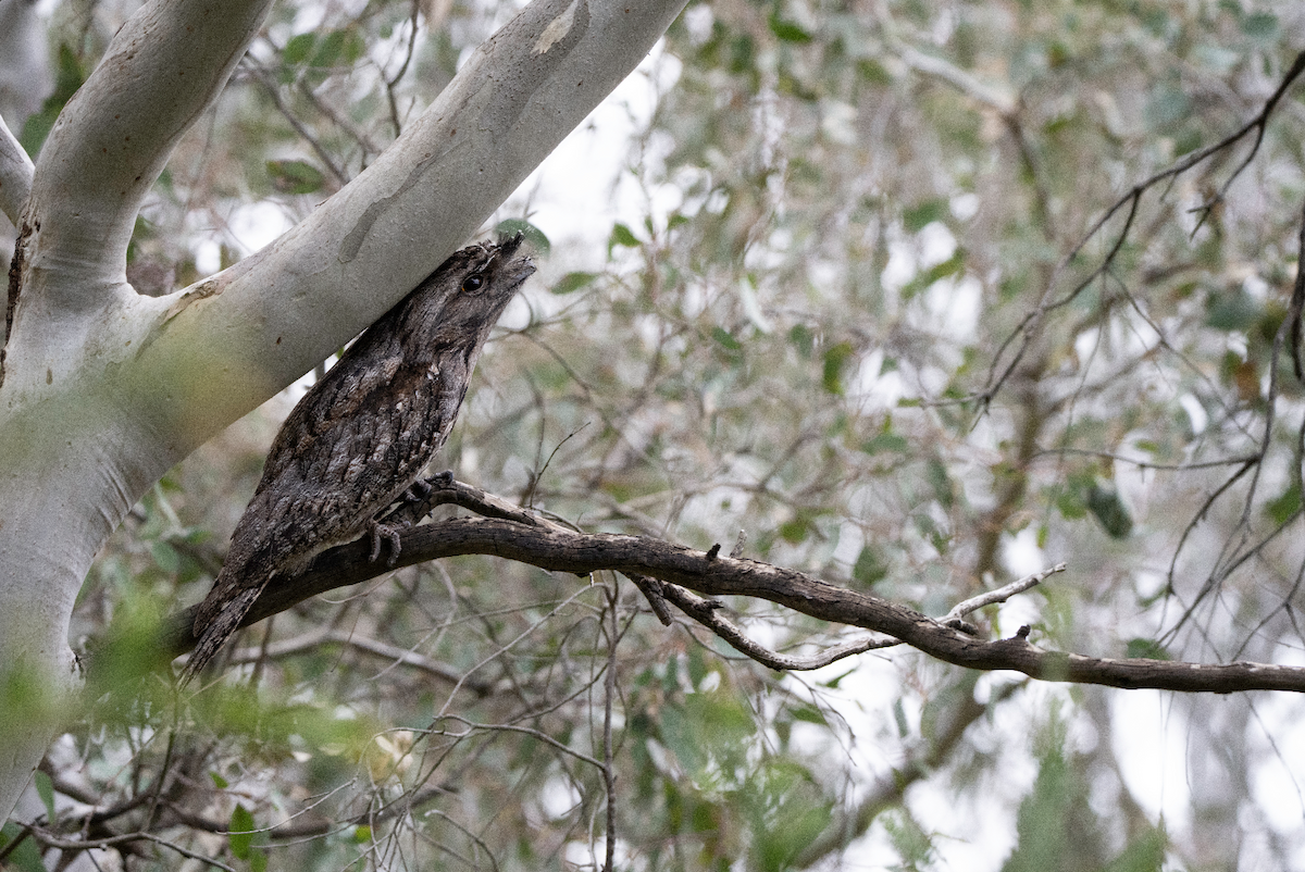 Tawny Frogmouth - ML622092421