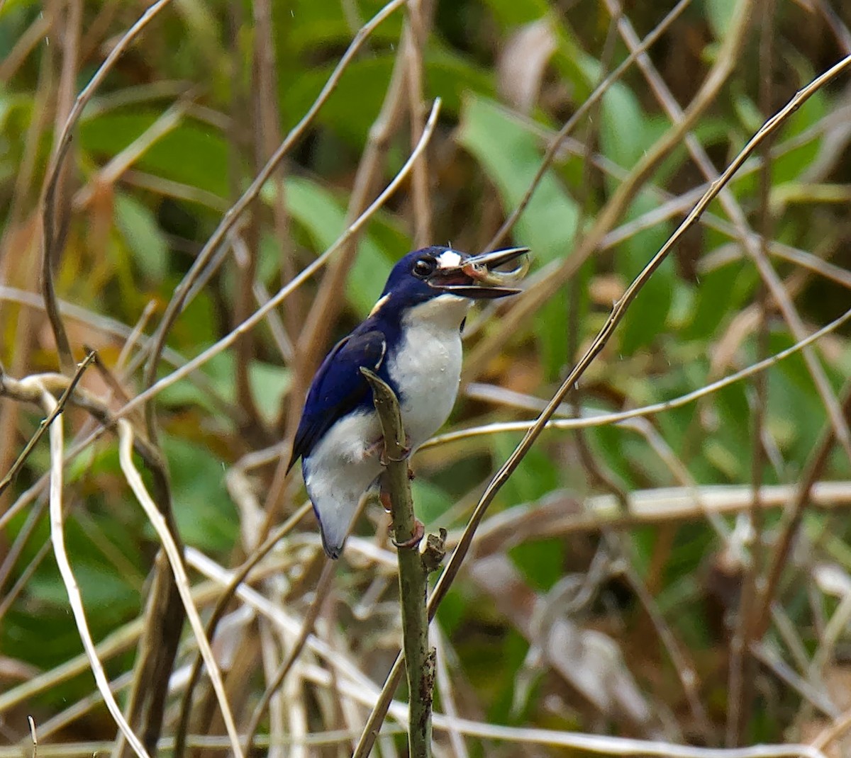 Little Kingfisher - ML622092422