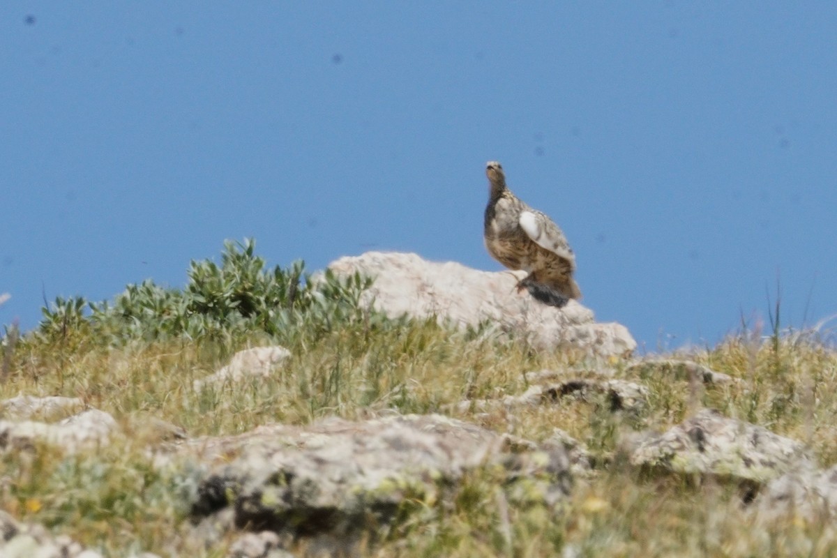 White-tailed Ptarmigan - ML622092424