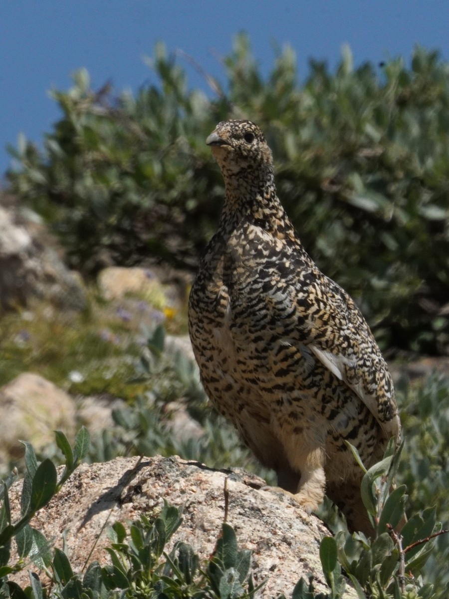 White-tailed Ptarmigan - ML622092425