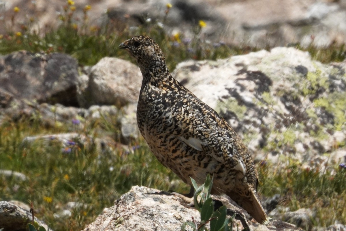 White-tailed Ptarmigan - ML622092426