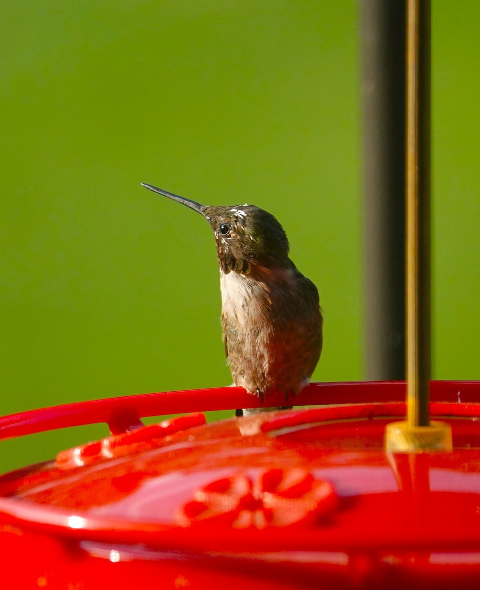 Ruby-throated Hummingbird - ML622092427