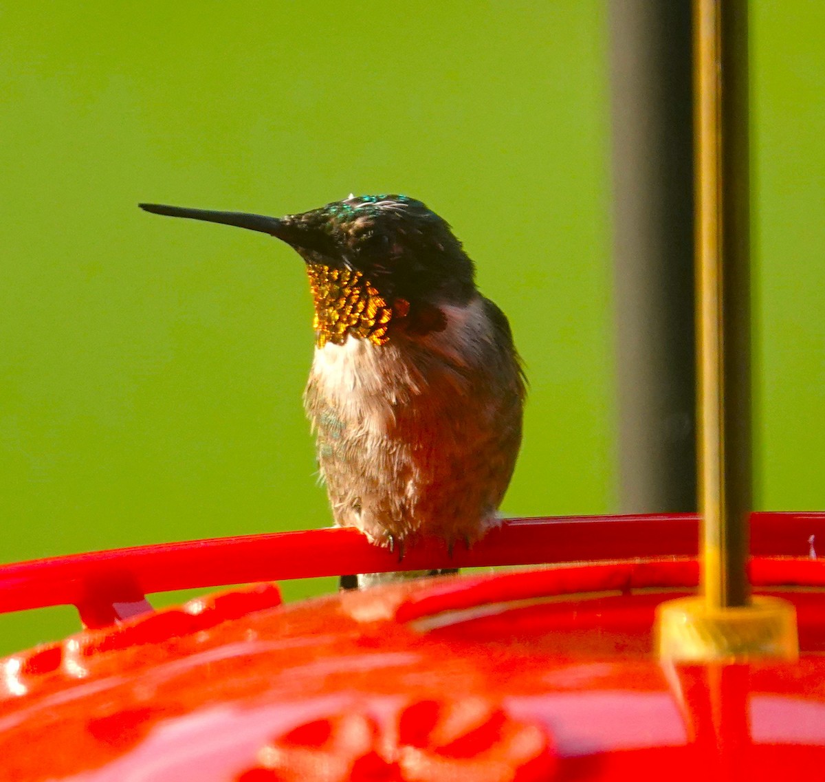 Ruby-throated Hummingbird - ML622092428