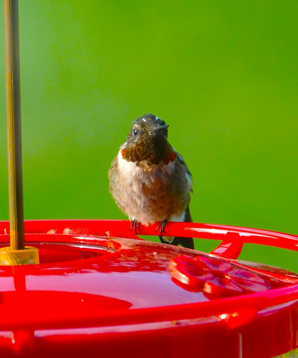 Ruby-throated Hummingbird - ML622092430