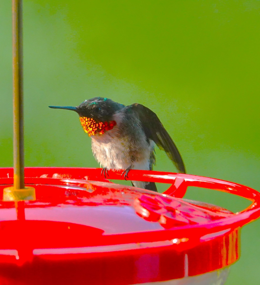 Ruby-throated Hummingbird - ML622092433
