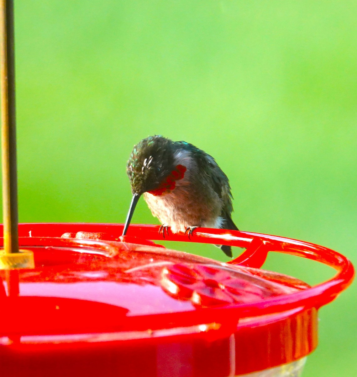 Ruby-throated Hummingbird - ML622092434