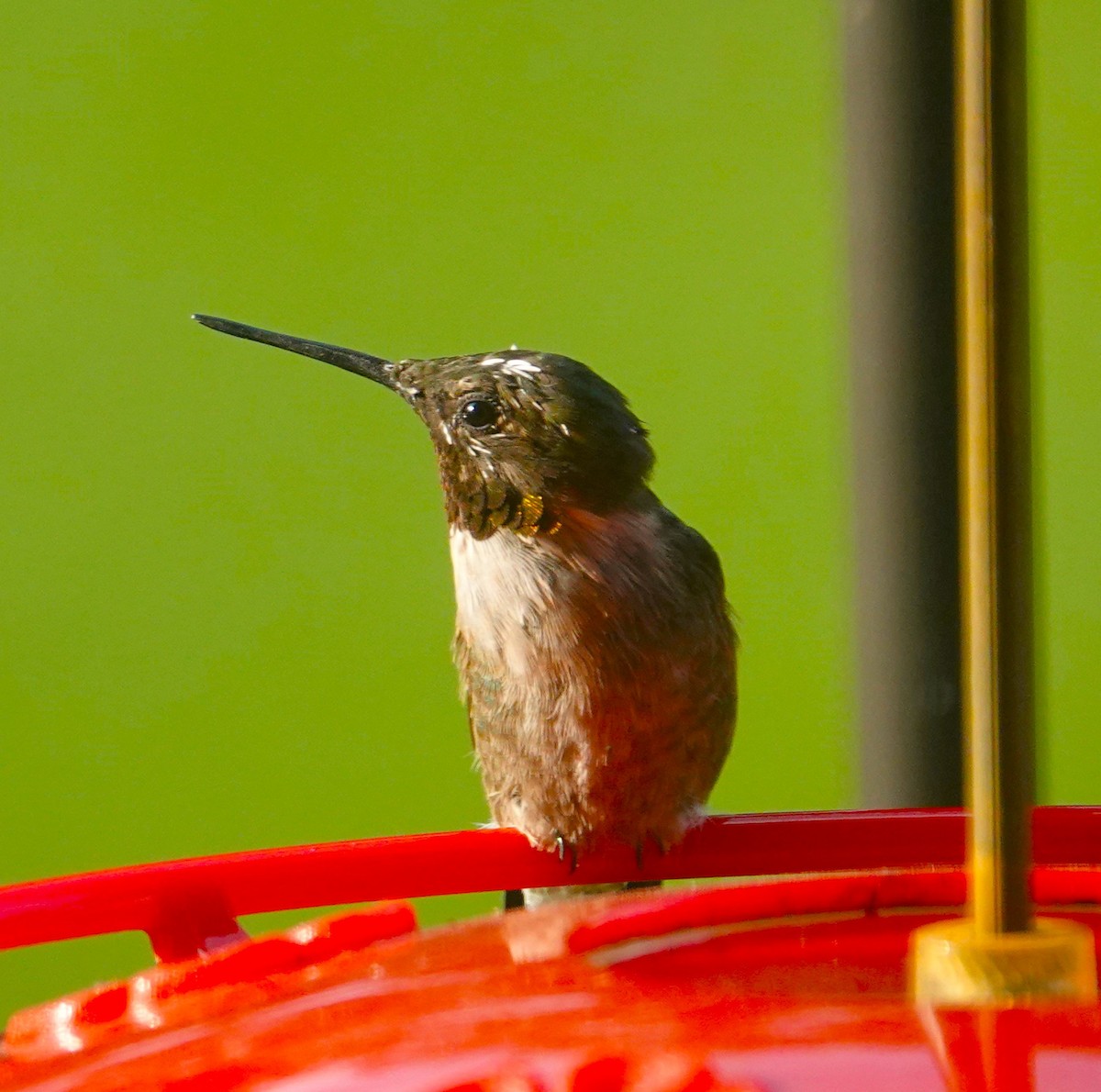 Ruby-throated Hummingbird - Brian Lineaweaver