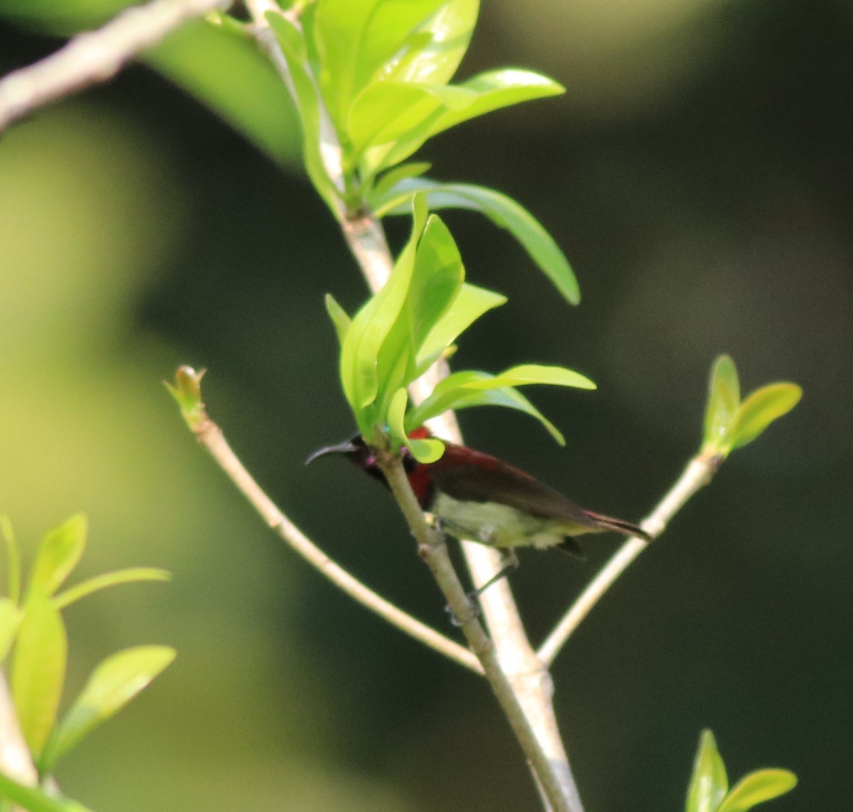 Greater Coucal - ML622092462