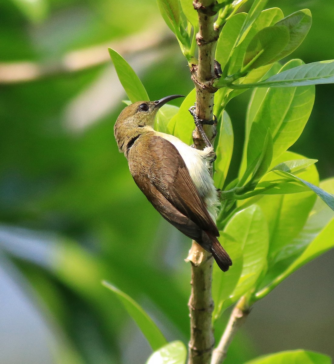 Greater Coucal - ML622092465